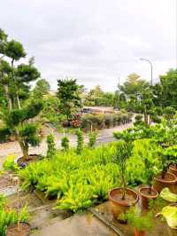 Guide to AGRO Nursery: Johor Bahru’s Premier Plant Haven