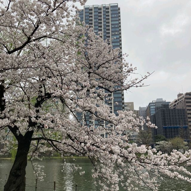 東京景點｜巧遇櫻花盛開~東京賞櫻勝地上野恩賜公園