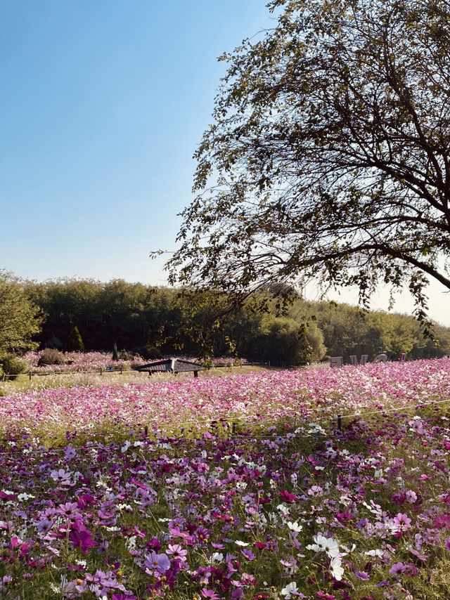 Sky Park m: Autumn Eulalia Field