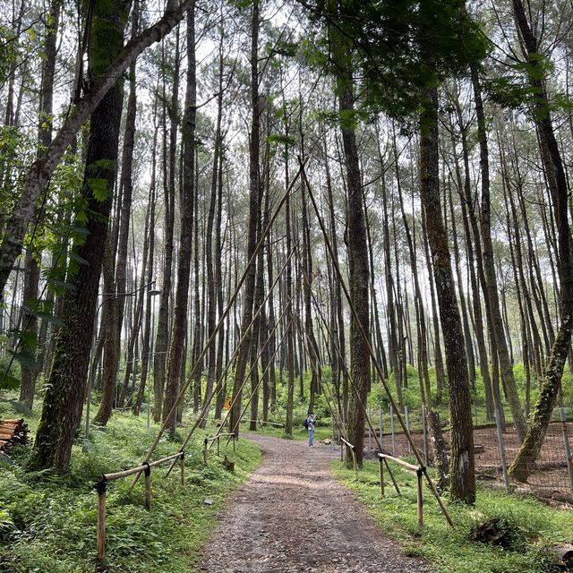 Sleep Amongst Serene Forest in Bandung