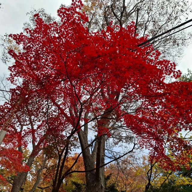 11中旬的首爾吉祥寺，令人平靜的寺廟