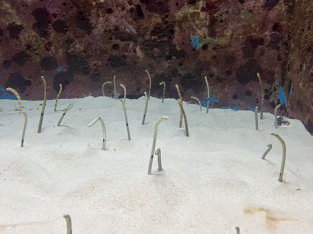 🌊沖繩美麗海水族館：世界最大水族箱與海豚表演的震撼之旅🐋