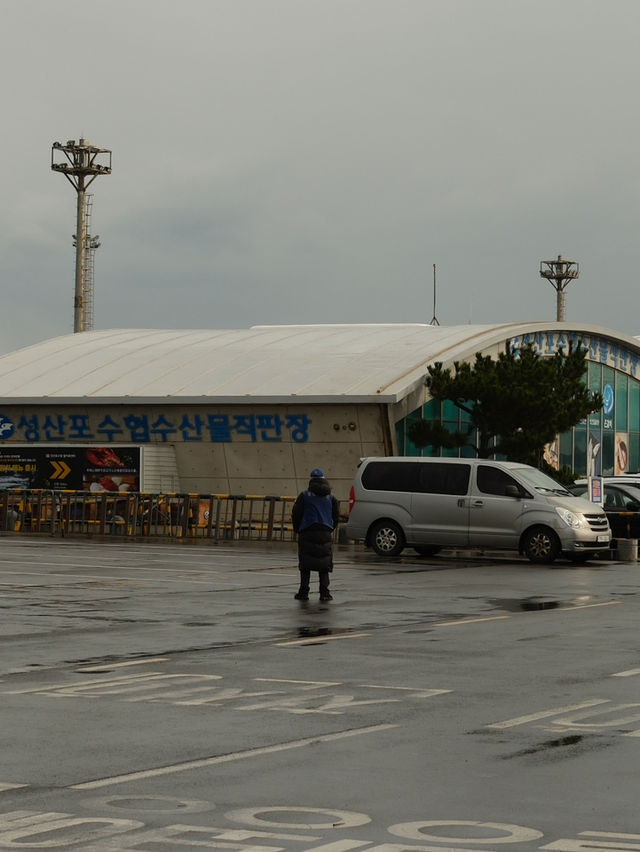 濟州島旅遊｜冬天的牛島半日行，風超大還是要去！