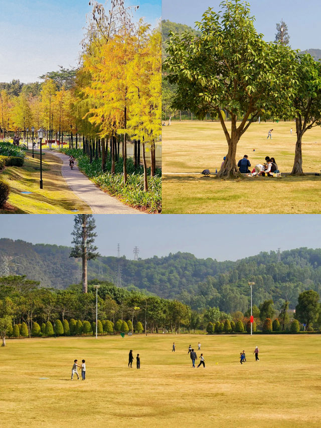 美到窒息的落羽杉公園