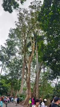 中國科學院西雙版納熱帶植物園（雲南省，5A）