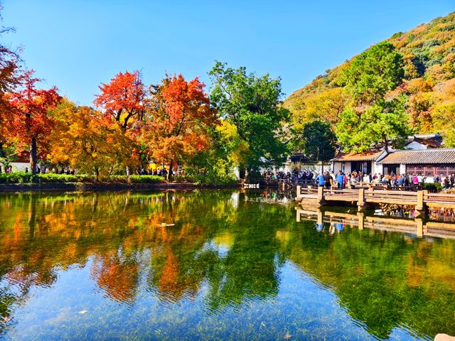 蘇州天平山滿目紅葉驚艷眼球