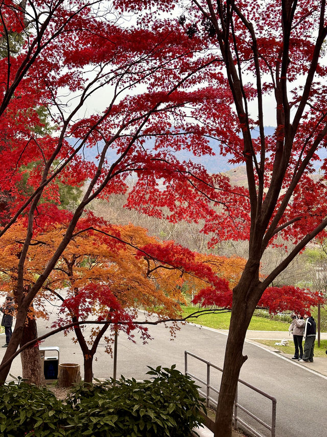 比起棲霞山，我更愛這個楓葉紅人極少的小眾旅行地