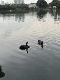 藏在城市裡的綠洲公園——東山湖公園