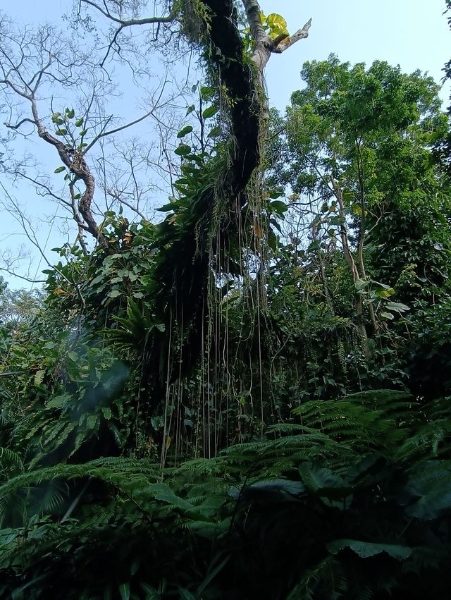 廈門植物園遊玩攻略