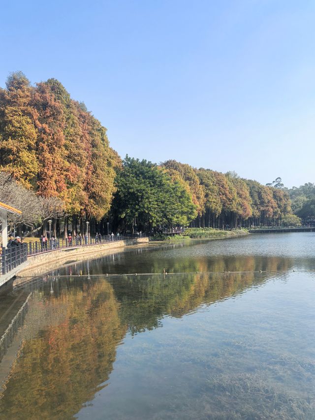 鹿湖公園：落羽杉已到最佳觀賞期