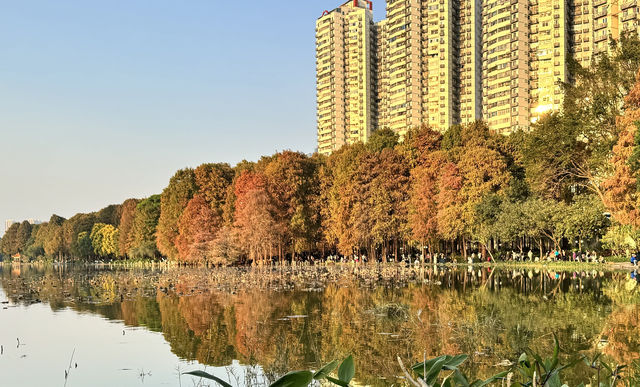 深圳｜洪湖公園落羽杉 錯過等一年