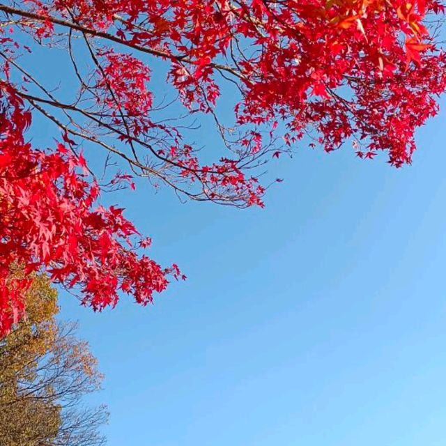 秋天韓國內藏山賞楓