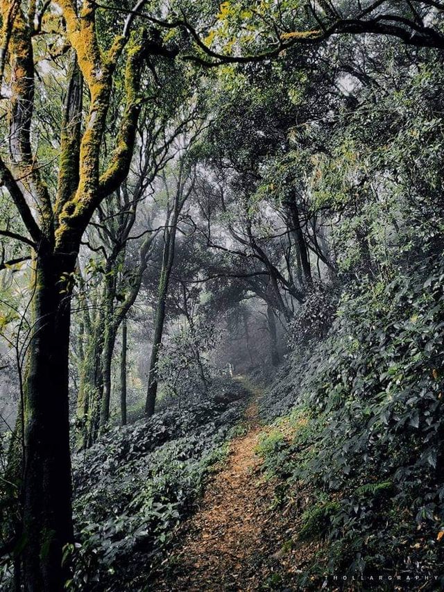 Mount LoiMi Trek: A Journey through Shan State