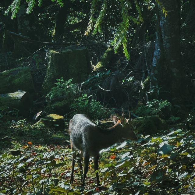 大自然的奇幻王國🔱屋久島 🌿🏞️🌊 