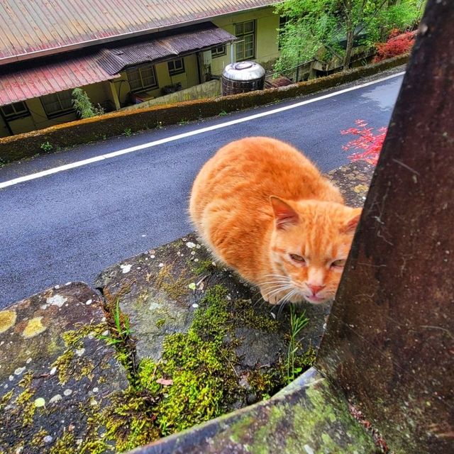 【嘉義】阿里山壯麗日出，神木群步道，親子遊8月好去處2024