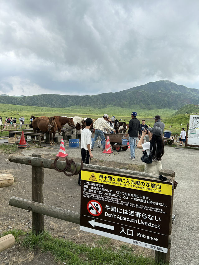 【熊本観光】阿蘇の草千里ヶ浜の放牧タイム🐴