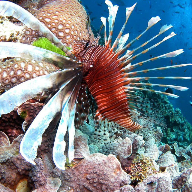 Great Barrier Reef, Queensland