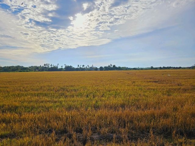 An ATV adventure at the fields of Balik Pulau