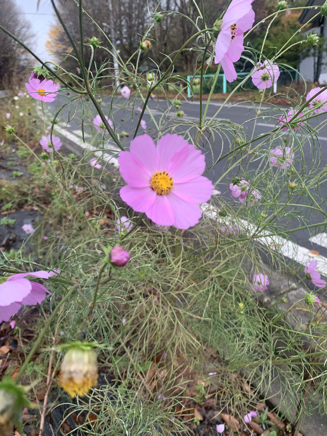 輕井澤的花葉之火焰點點黃金遍遍