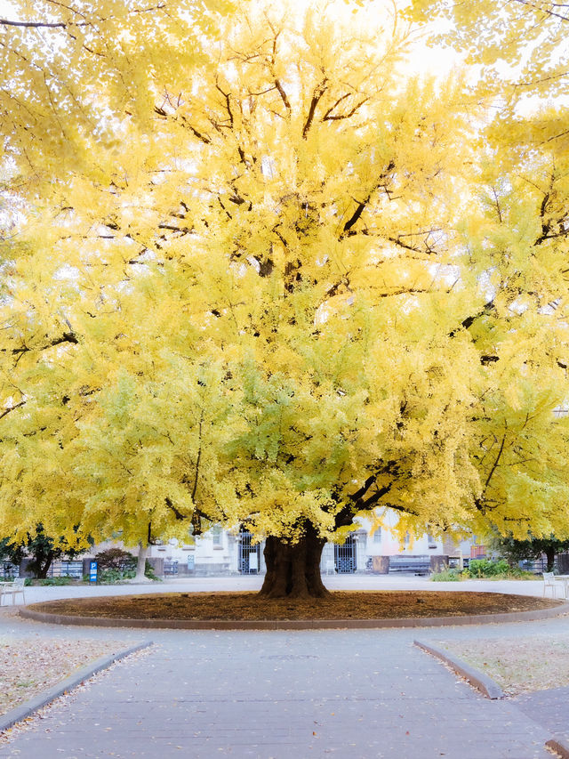 ⦅東京⦆ 東京大学～秋を感じる銀杏並木の名所🍂～