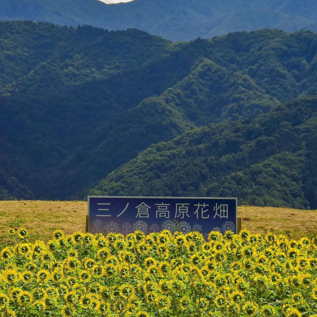 Hamamatsu Shizuoka,