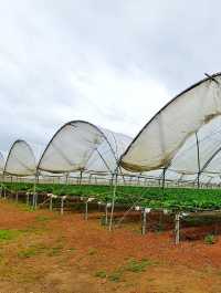 🍓🍓 Strawberry Picking Fun at Good Planet NZ