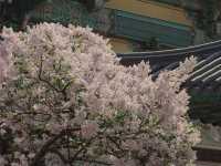 《奉恩寺——一處靜謐的心靈淨土》