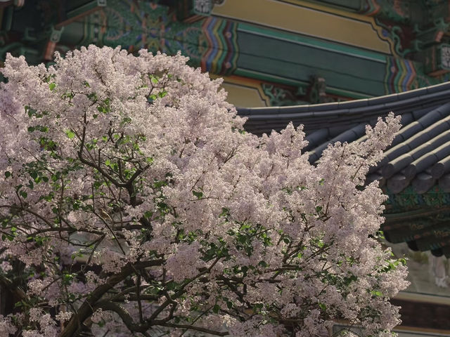 《奉恩寺——一處靜謐的心靈淨土》