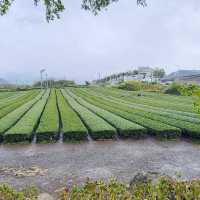 A Sip of Tradition at O’sulloc Tea Museum 🇰🇷