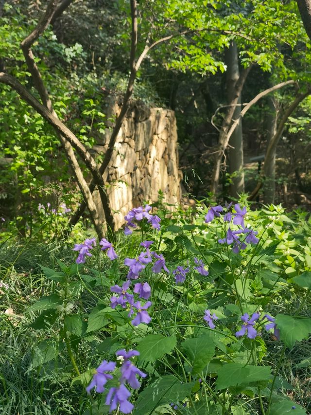 進門就是山的花山景區