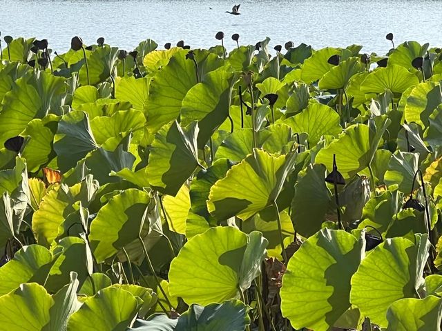 2024北京蓮花池公園。