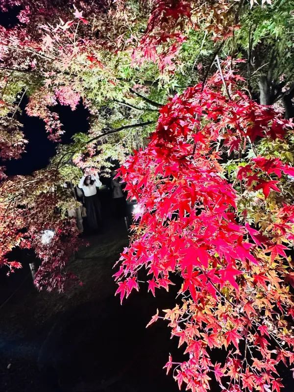 Special Opening: Kyoto Toji Temple Night Maple Light Show