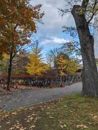 札幌北海道大學楓紅景色。