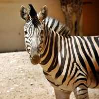 【城市綠洲】北京動物園，家庭親子遊的樂園