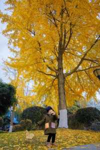 武漢這個公園美翻了地鐵直達快去逛