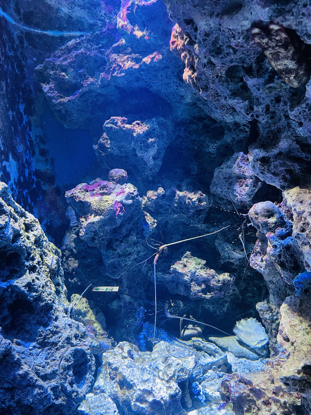 沖繩｜美麗海水族館