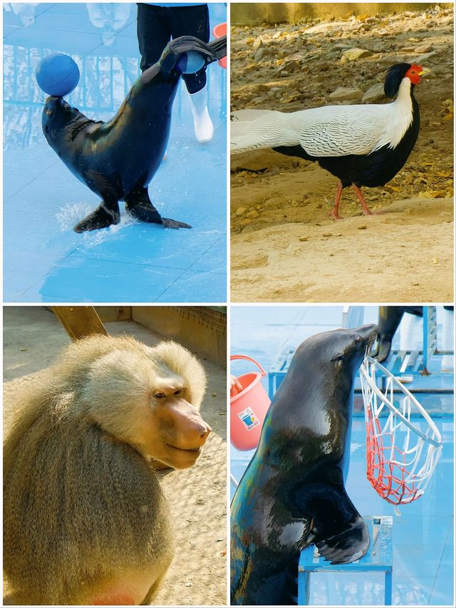 冬季反向遊 | 附鄭州動物園互動遊玩攻略