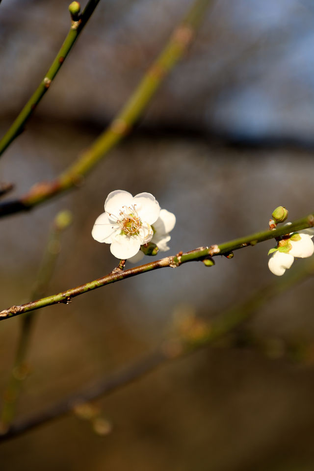 廣州 | 香雪公園的梅花怒放了(附路線)