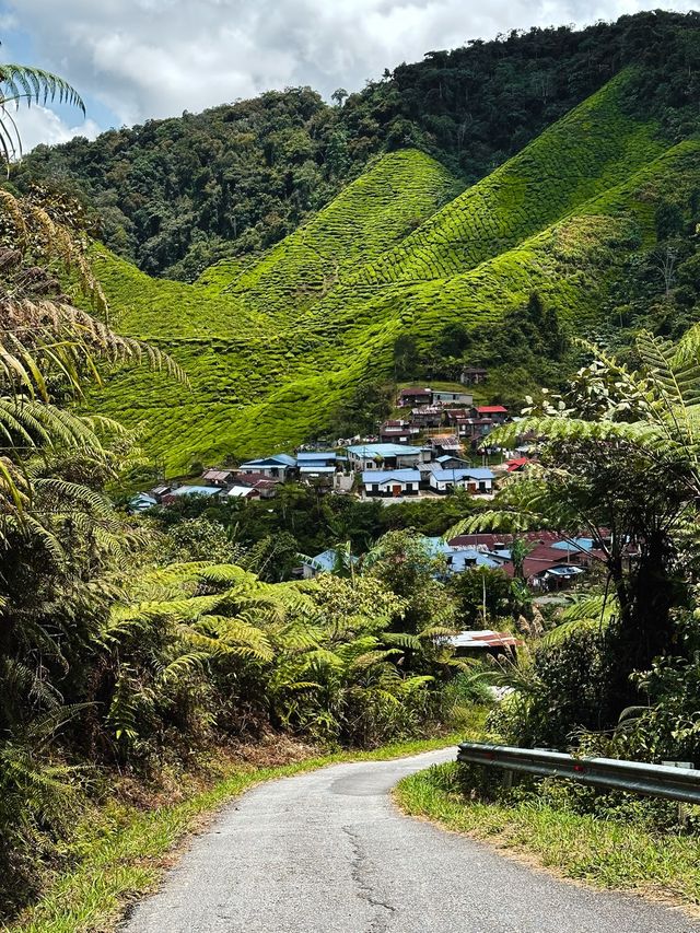 The amazing valleys of the Cameron Highlands