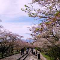 【京都🇯🇵】お花見&美術館でにこにこ散歩🌸🌼