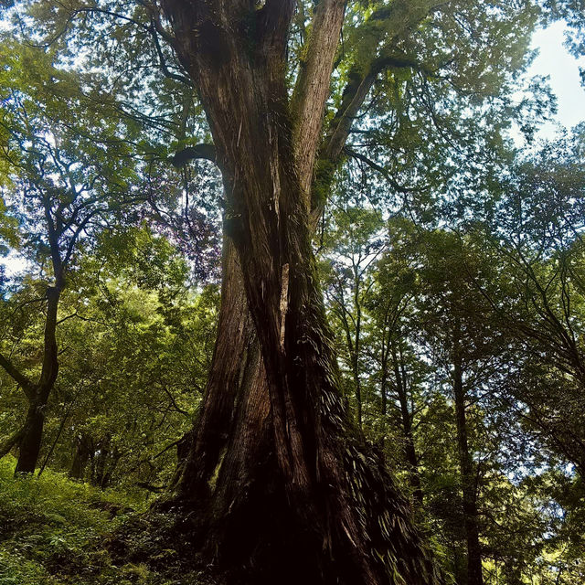 Majestic Giants of Alishan: A Forest Wonderland