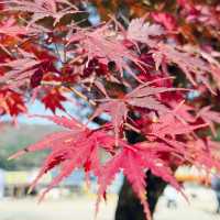 A Golden Season in Seoul: Autumn’s Magic Unfolds 🇰🇷