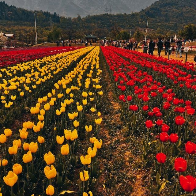 MESMERISING VIEW OF 73 VARIETIES OF TULIPS.