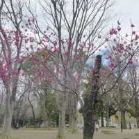 Embracing Tranquility at Ueno Park’s Scenic Avenues!