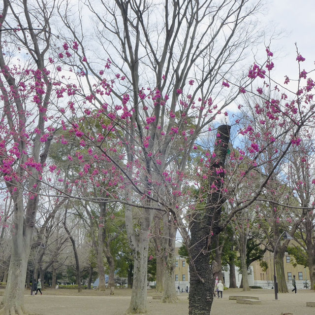 Embracing Tranquility at Ueno Park’s Scenic Avenues!