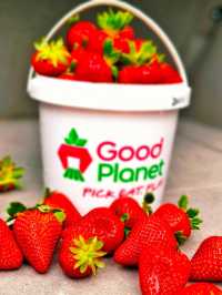 🍓🍓 Strawberry Picking Fun at Good Planet NZ