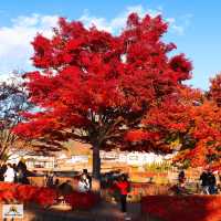 Momiji Kairo Kawaguchiko 