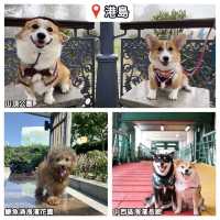 全港寵物公園推薦🐶寵物友善👍