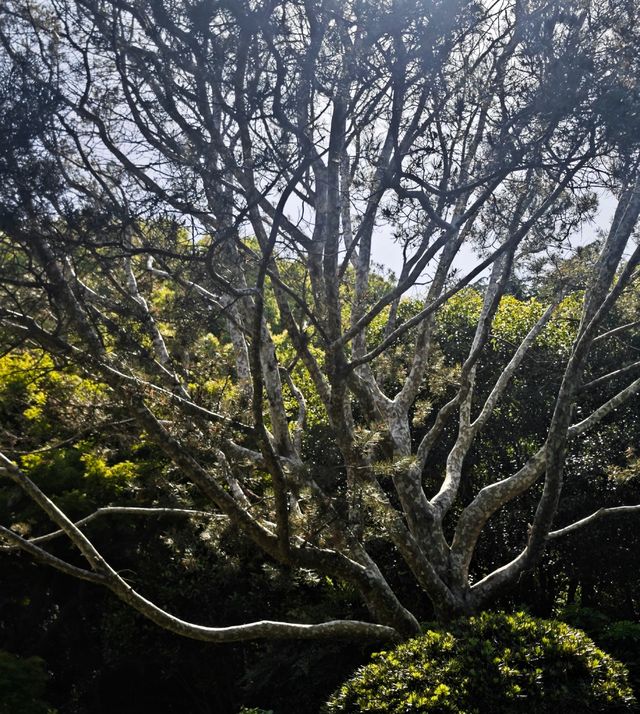 西郊賓館內花園