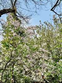 春日的法源寺，丁香花已經滿園飄香了